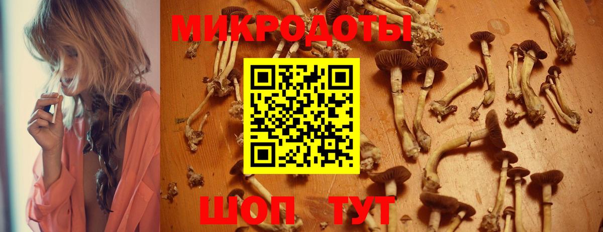 Псилоцибиновые грибы Psilocybine cubensis Горно-Алтайск